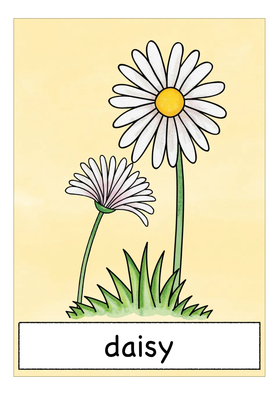 Spring flower vocabulary card labeled 'daisy,' showing white petals and a yellow center on the open bloom