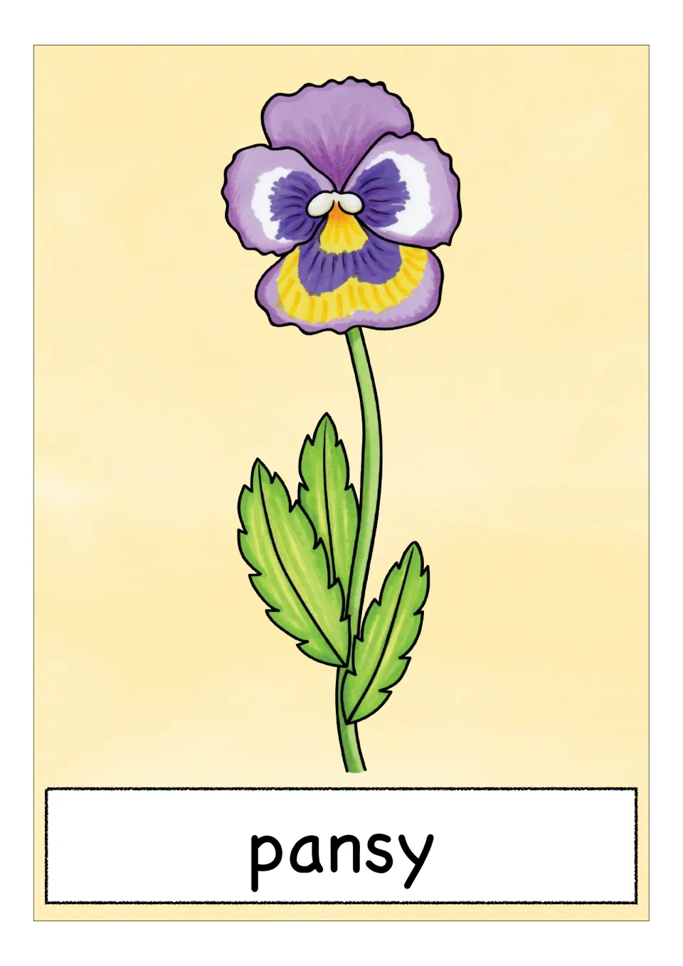 Spring flower vocabulary card labeled 'pansy,' showing a purple, white, and yellow bloom with green leaves