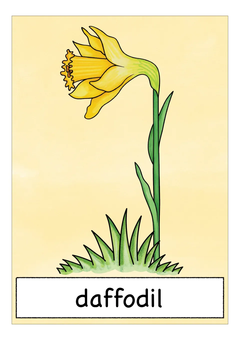 Spring flower vocabulary card labeled 'daffodil,' showing a yellow trumpet-shaped bloom and long green leaves