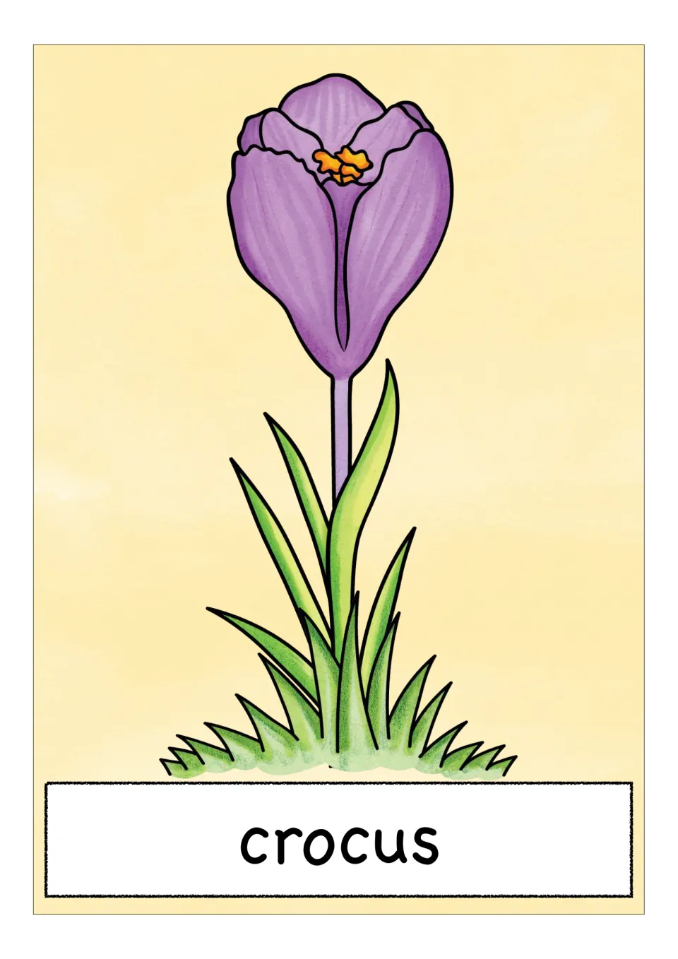 Spring flower vocabulary card labeled 'crocus,' showing a purple cup-shaped bloom above narrow green leaves