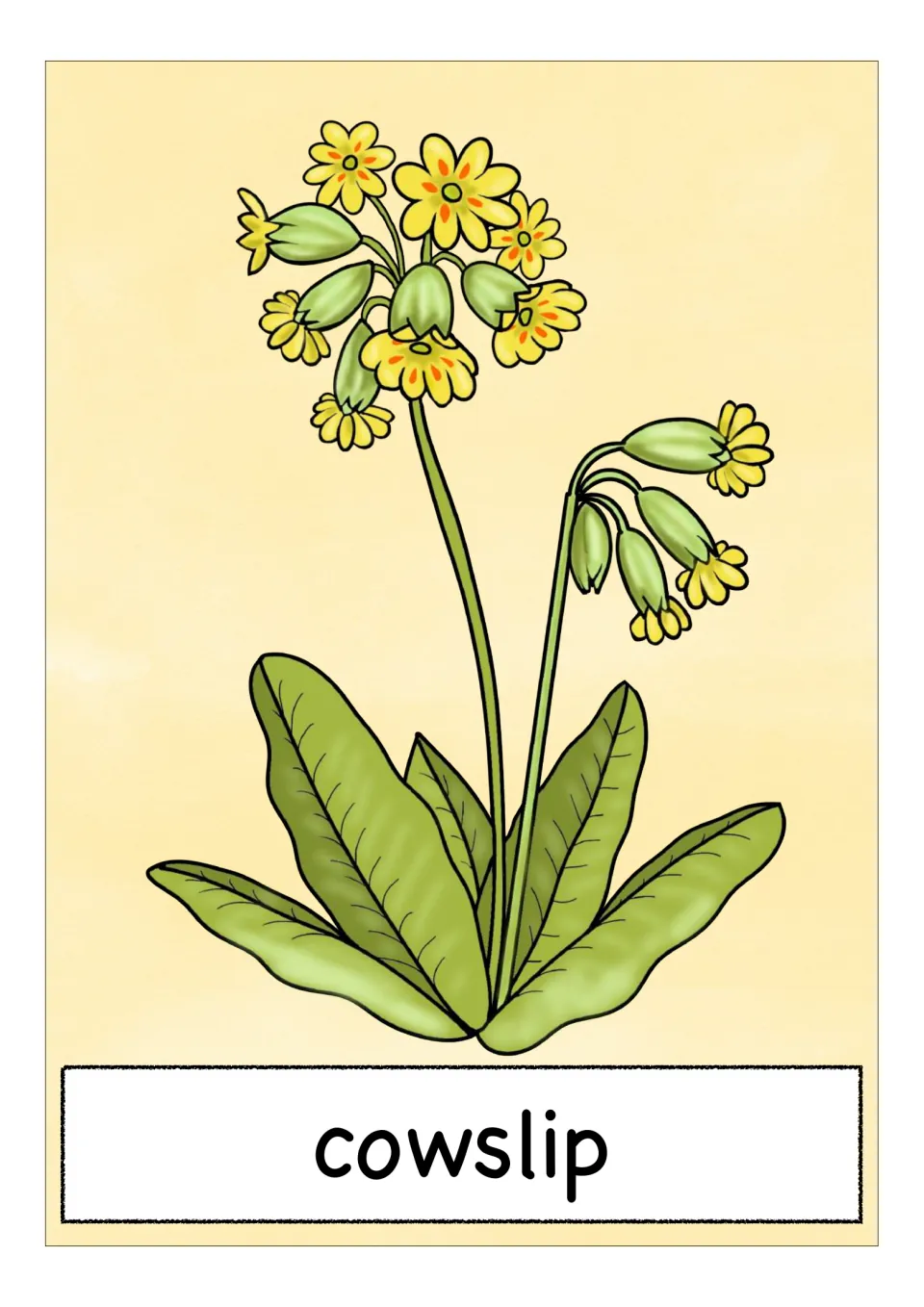 Spring flower vocabulary card labeled 'cowslip,' showing clusters of small yellow flowers above broad leaves