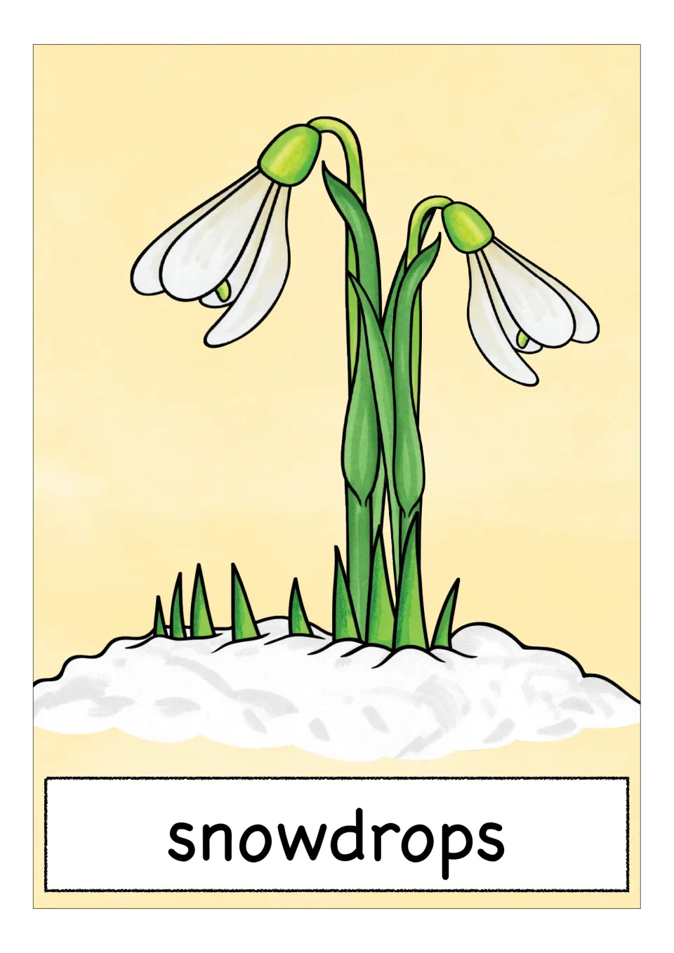 Spring flower vocabulary card labeled 'snowdrops,' showing two drooping white blooms growing through snow