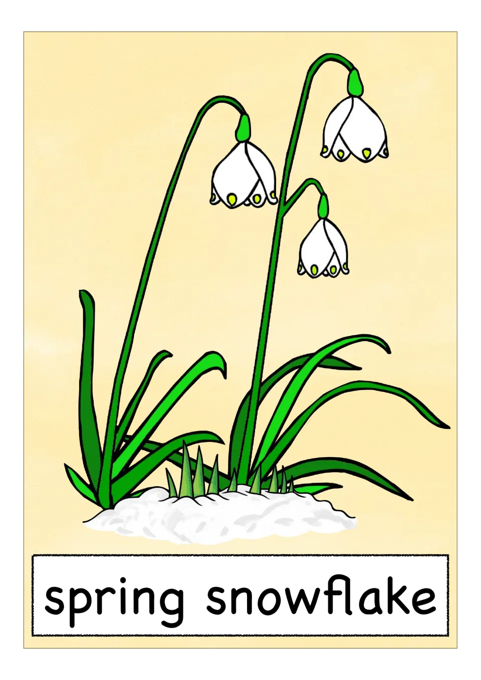 Spring flower vocabulary card labeled 'spring snowflake,' showing white bell-shaped blooms with green tips