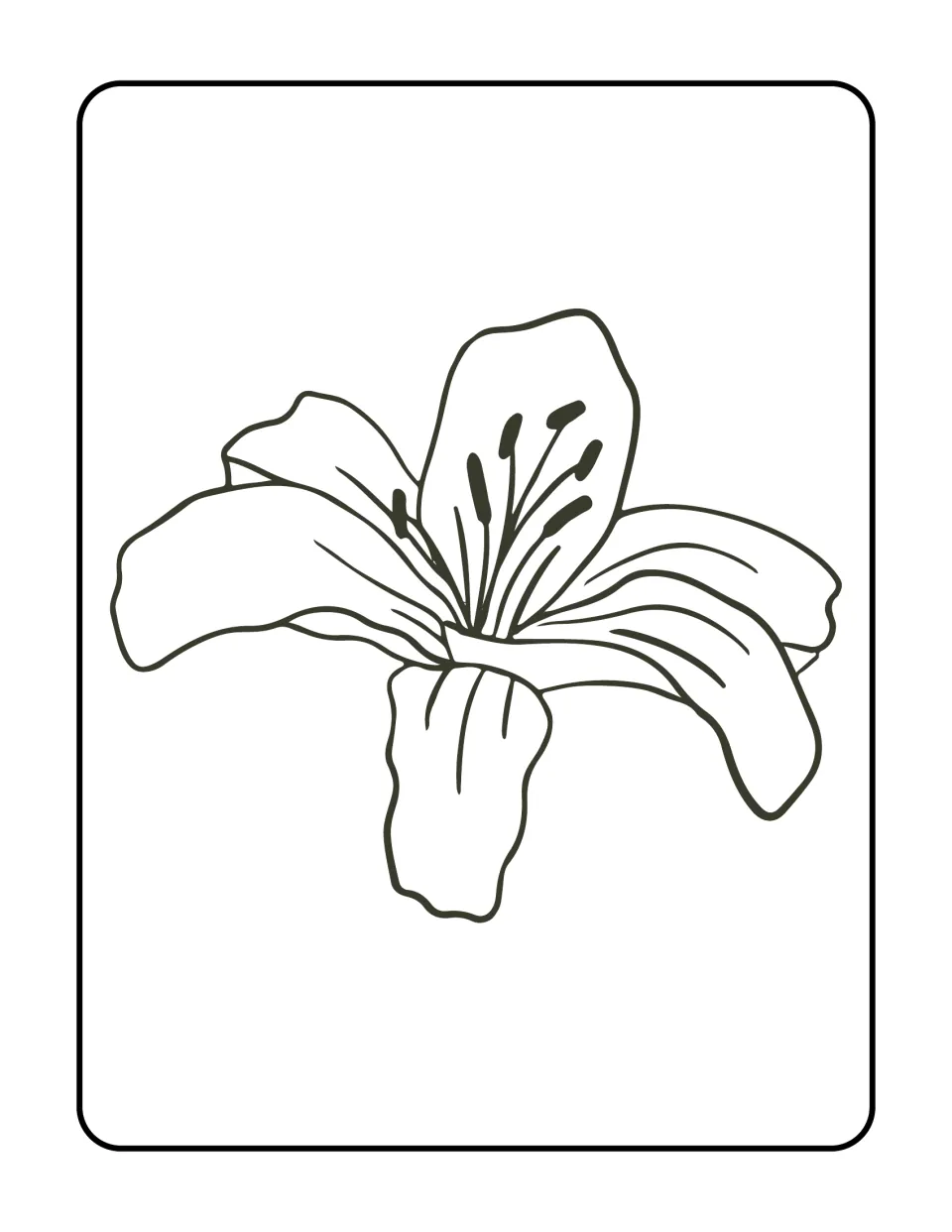 Lily bloom to color with ruffled, veined petals and dark-tipped stamens rising from the center; no stem or label word