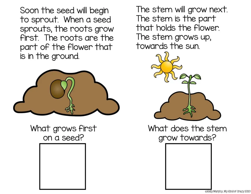 Roots and stem: students read that roots grow first and the stem grows toward the sun, then answer what grows first