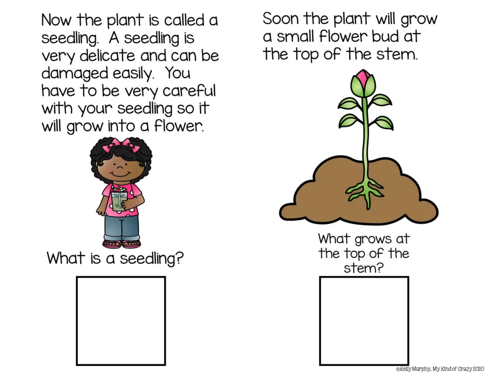 Seedling and bud: students read about a delicate seedling and a bud forming atop the stem, then define seedling