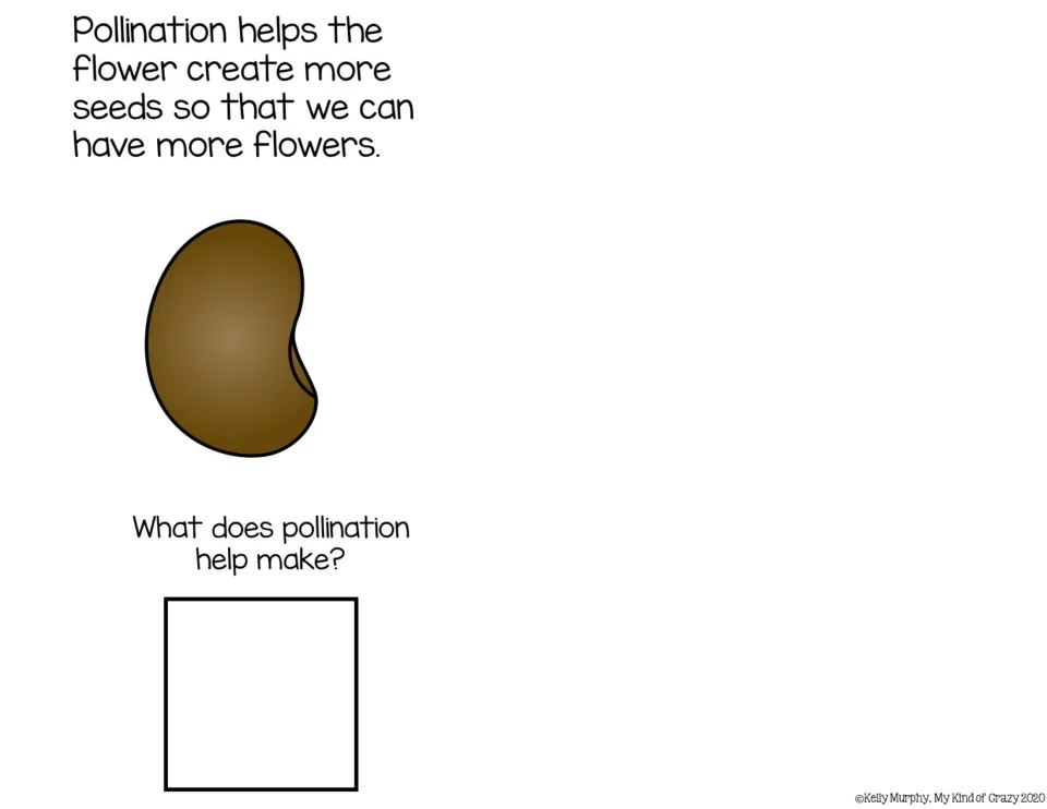 Pollination and new seeds: students read that pollination makes more seeds for more flowers, then answer one question