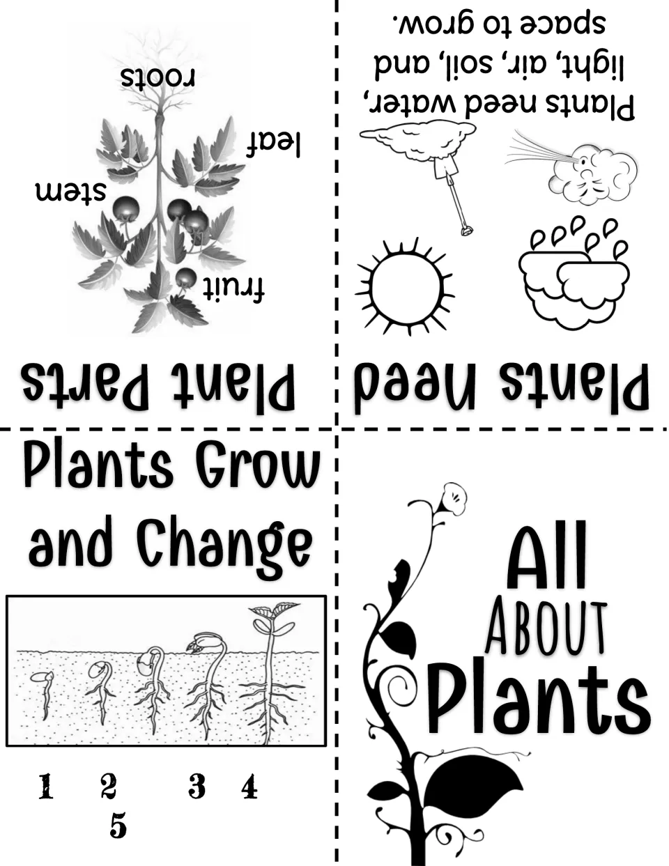 Plant booklet sheet: cover, plant needs, parts labeled fruit, leaf, stem, roots, and growth stages.