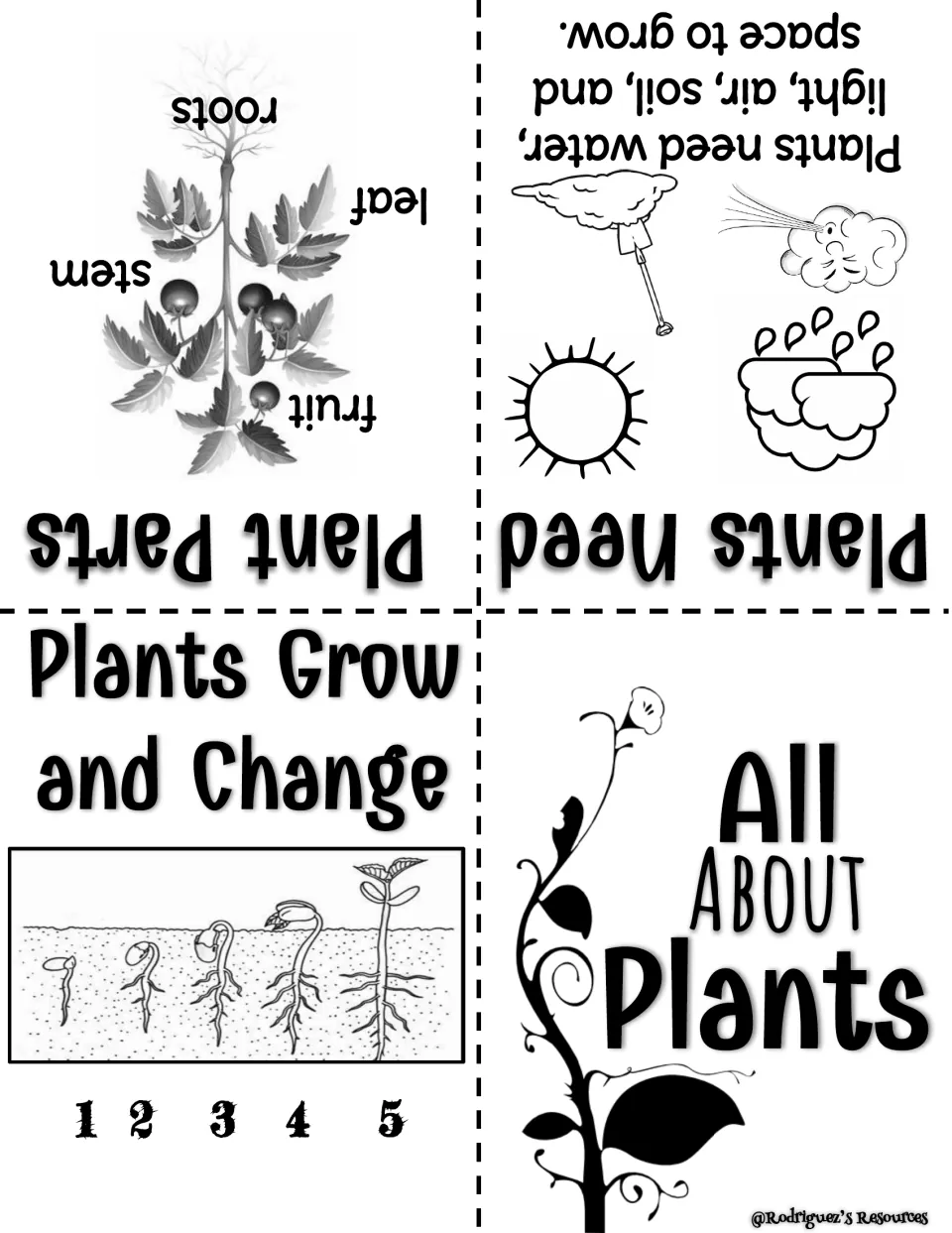 All About Plants booklet: what plants need, labeled plant parts and 5 numbered seedling growth stages