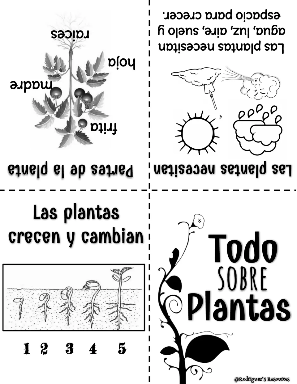 Todo Sobre Plantas: Spanish plant booklet on needs, parts of a plant and how a seedling grows in 5 stages
