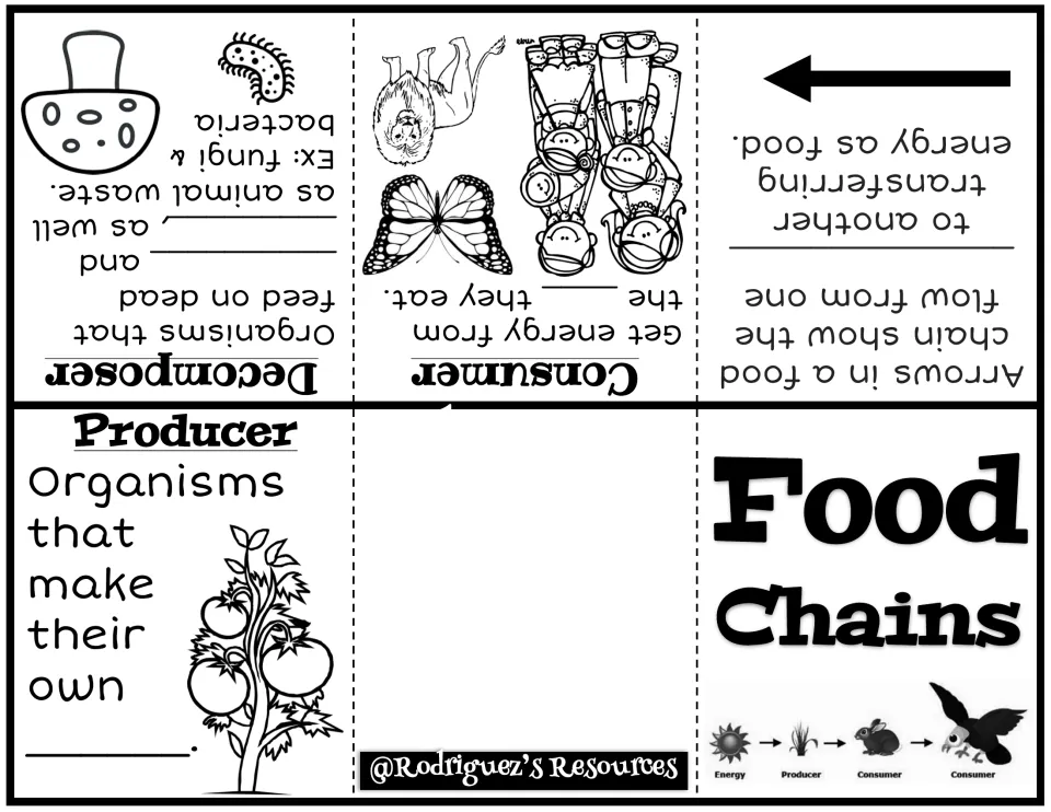 Food chain fold-up booklet: students fill in blanks defining producer, consumer, decomposer and food chain arrows