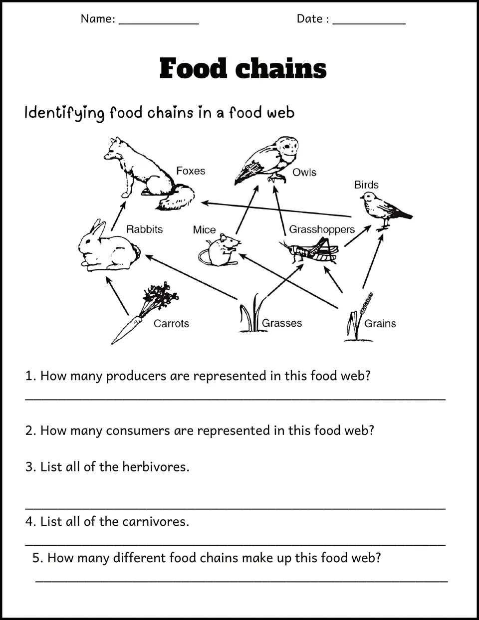 Food web of foxes, owls, rabbits, mice and grains: students count producers and consumers and list herbivores