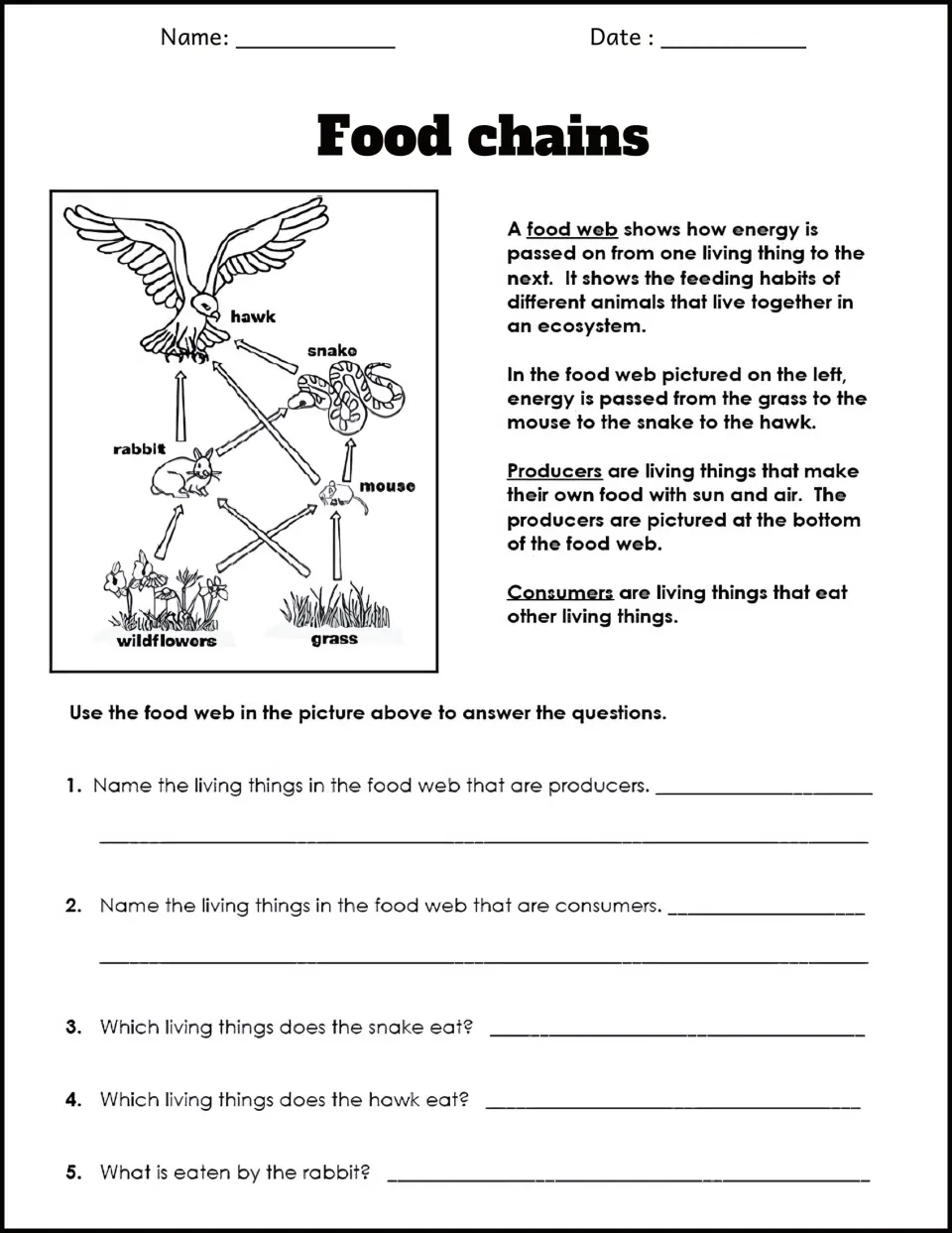 Hawk, snake, rabbit, mouse and grass food web with a short reading; students name producers, consumers and what each eats