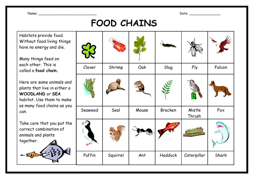 Food chains: students use 18 pictured woodland and sea plants and animals, like clover, seal and fox, to build food chains