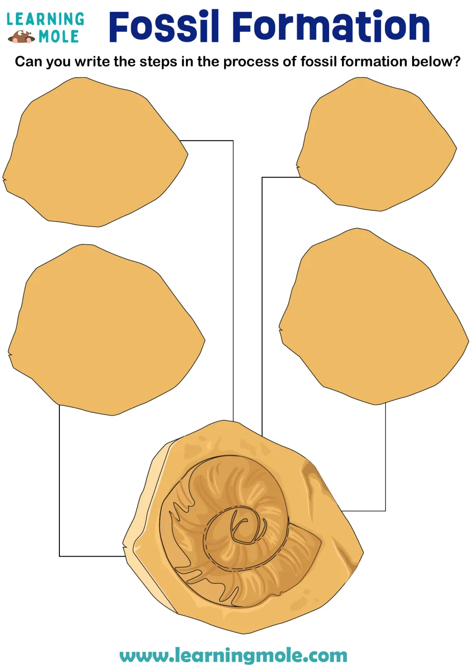 Fossil formation activity sheet asking students to write four steps in the process of fossil formation.