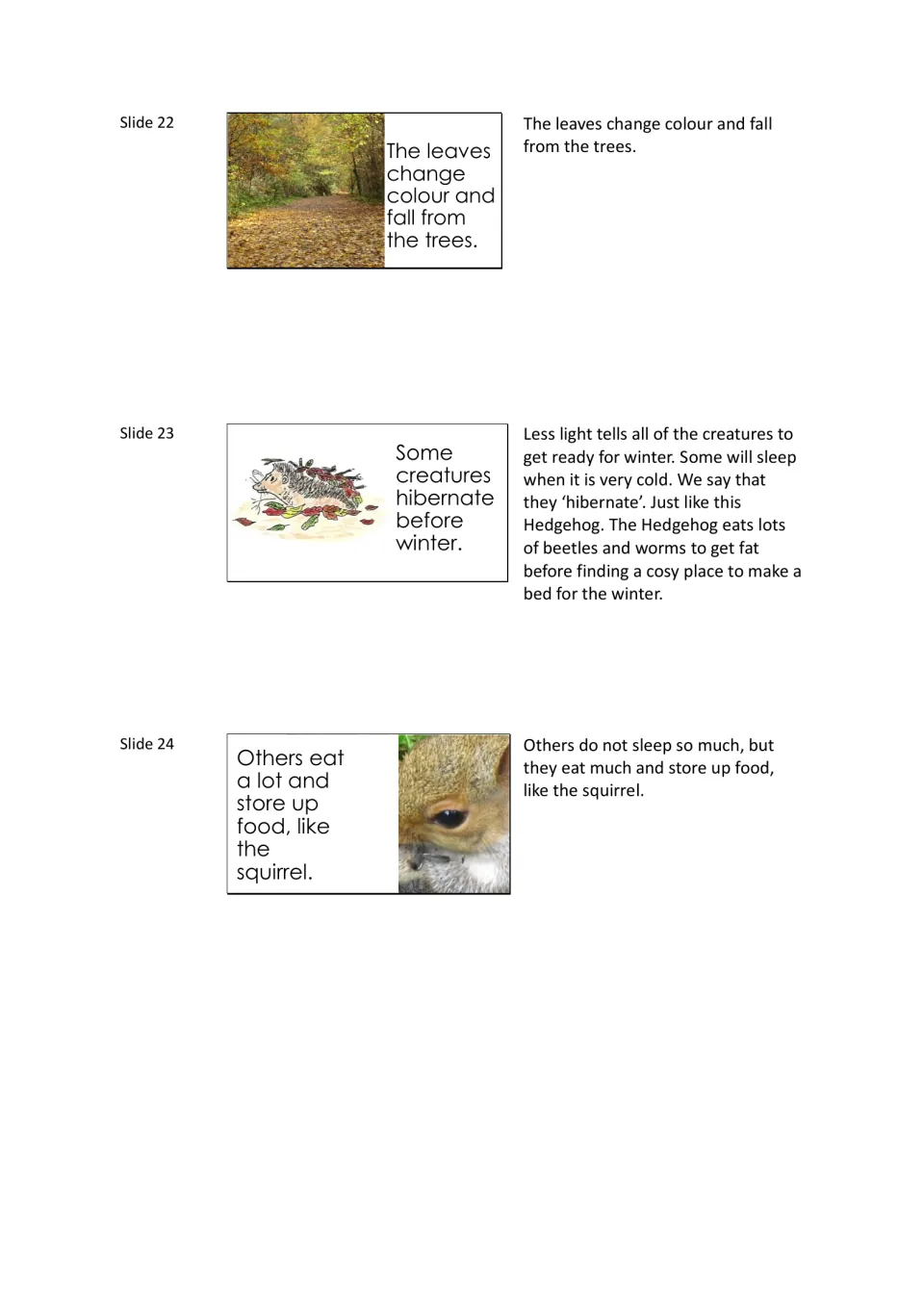 Autumn animal and leaf slides 22 to 24: leaves change colour and fall, a hedgehog hibernates, a squirrel stores up food