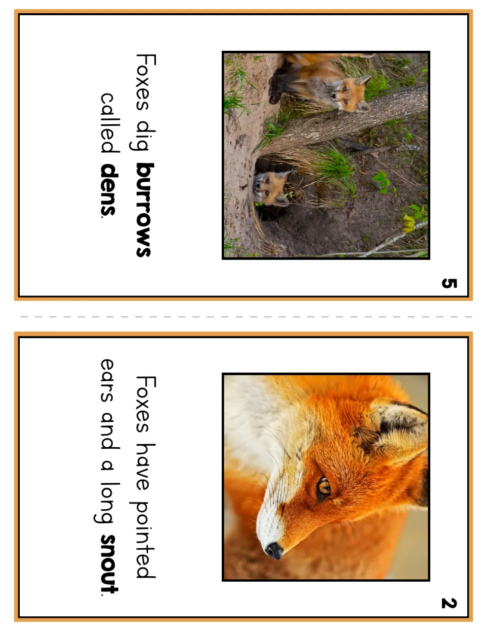 Booklet pages 5 and 2: foxes dig burrows called dens, and foxes have pointed ears and a long snout, each with a fox photo