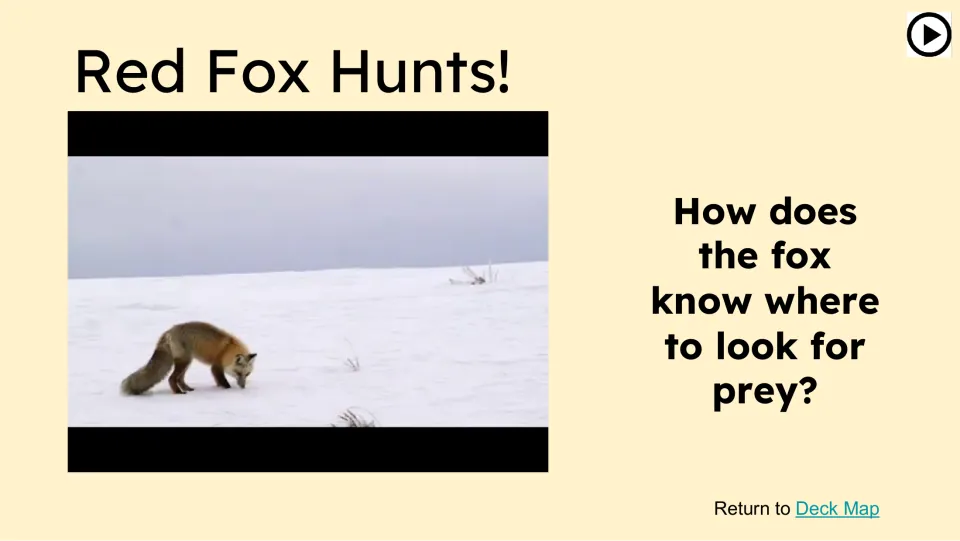 Red Fox Hunts! video slide asks, “How does the fox know where to look for prey?” beside a fox in snow