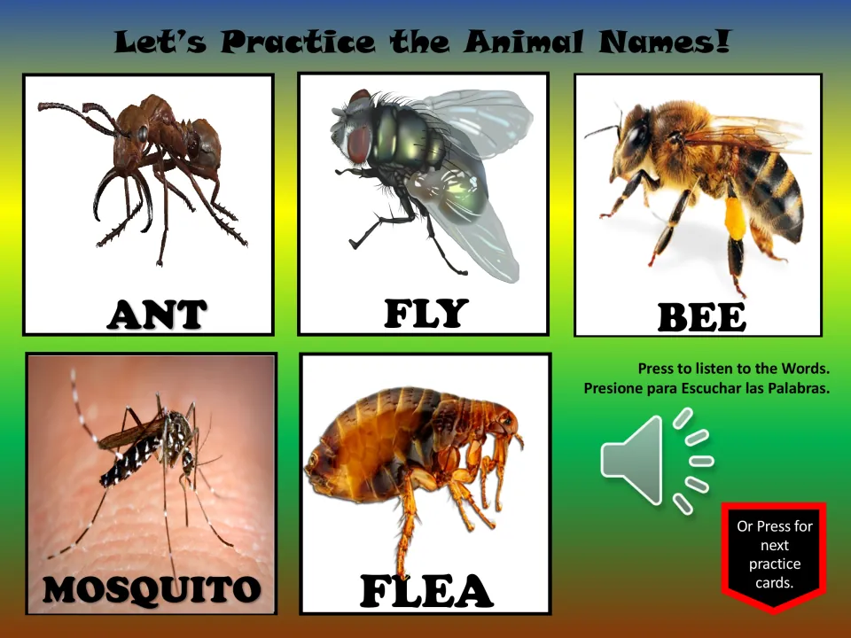Animal vocabulary practice slide 5: ant, fly, bee, mosquito, and flea, with pictures and a listening button