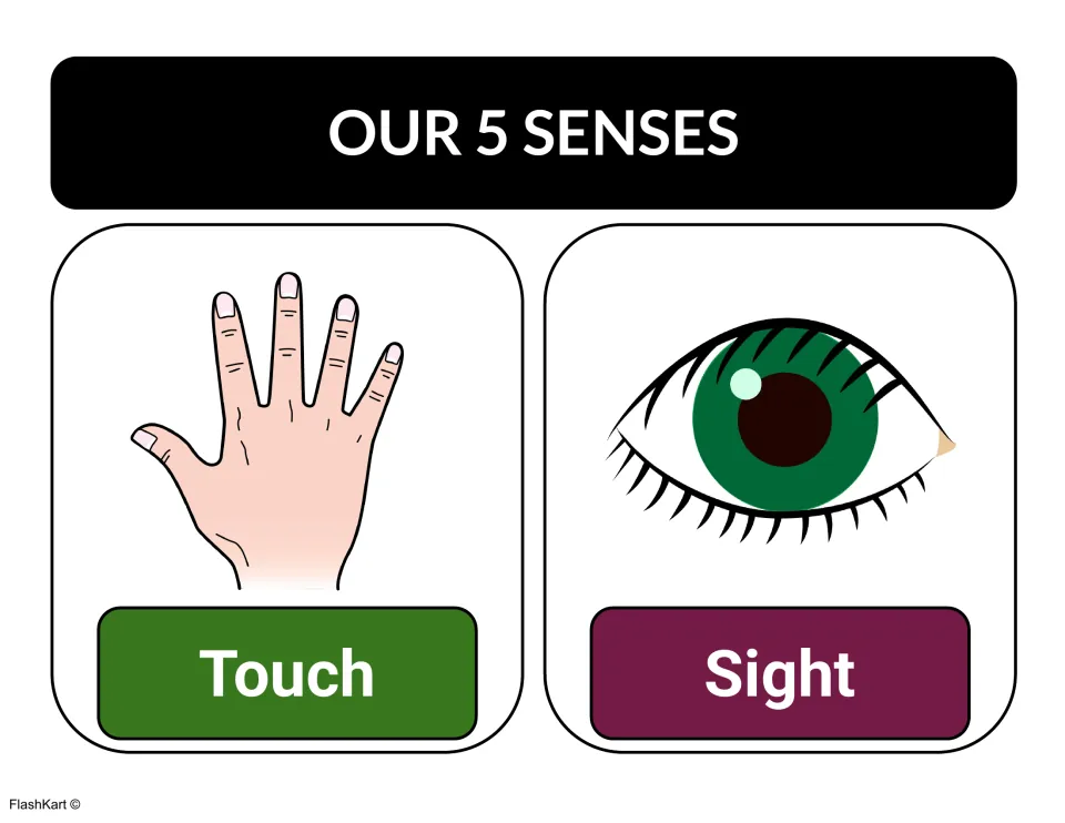 Our 5 Senses anchor chart pairing a hand labeled Touch with a green eye labeled Sight to link each sense to a body part