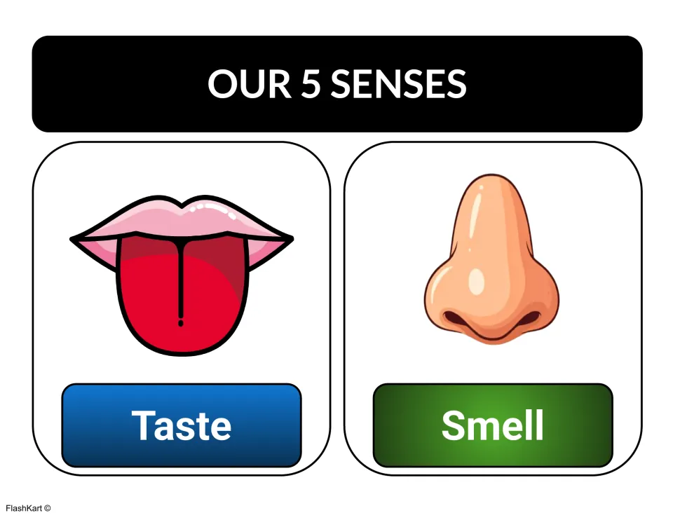 Senses chart showing a tongue labeled Taste and a nose labeled Smell so children connect each sense with its body part