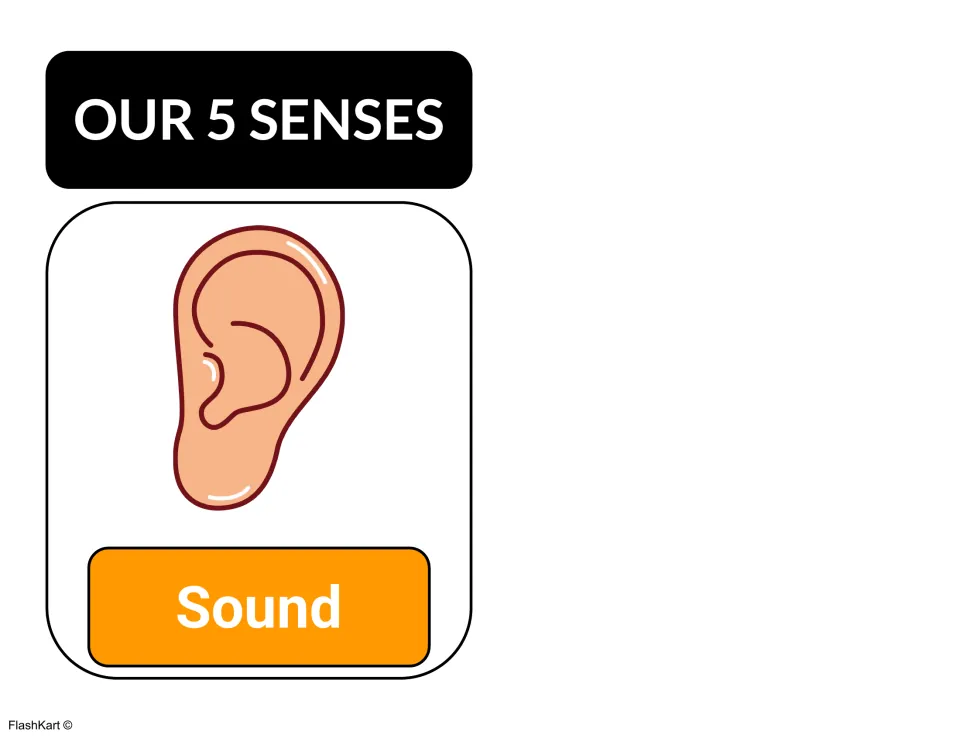 Sound anchor chart under the Our 5 Senses heading, showing an ear illustration as the body part used for hearing