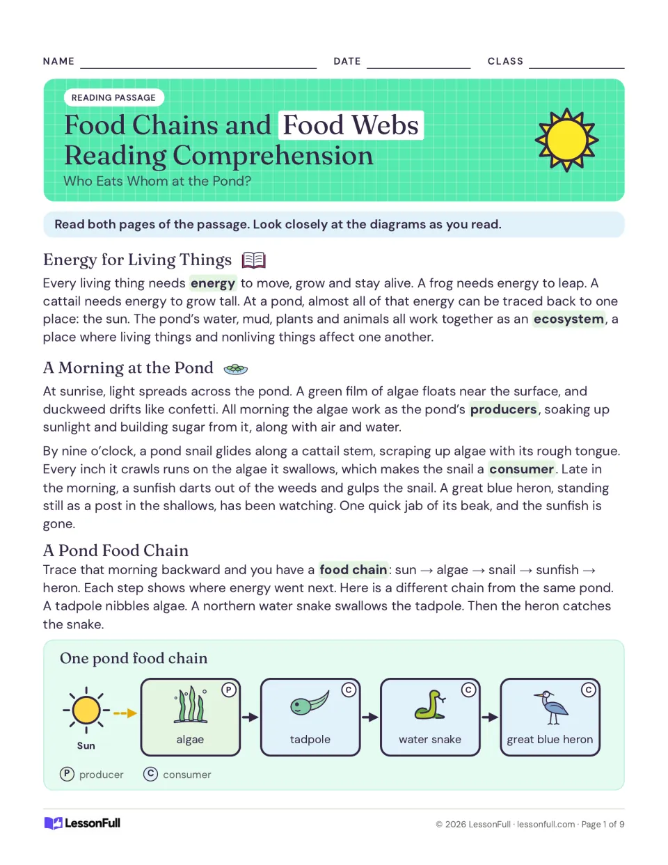 Pond food chain reading passage: energy for living things, producers and consumers, and a sun-to-heron chain diagram