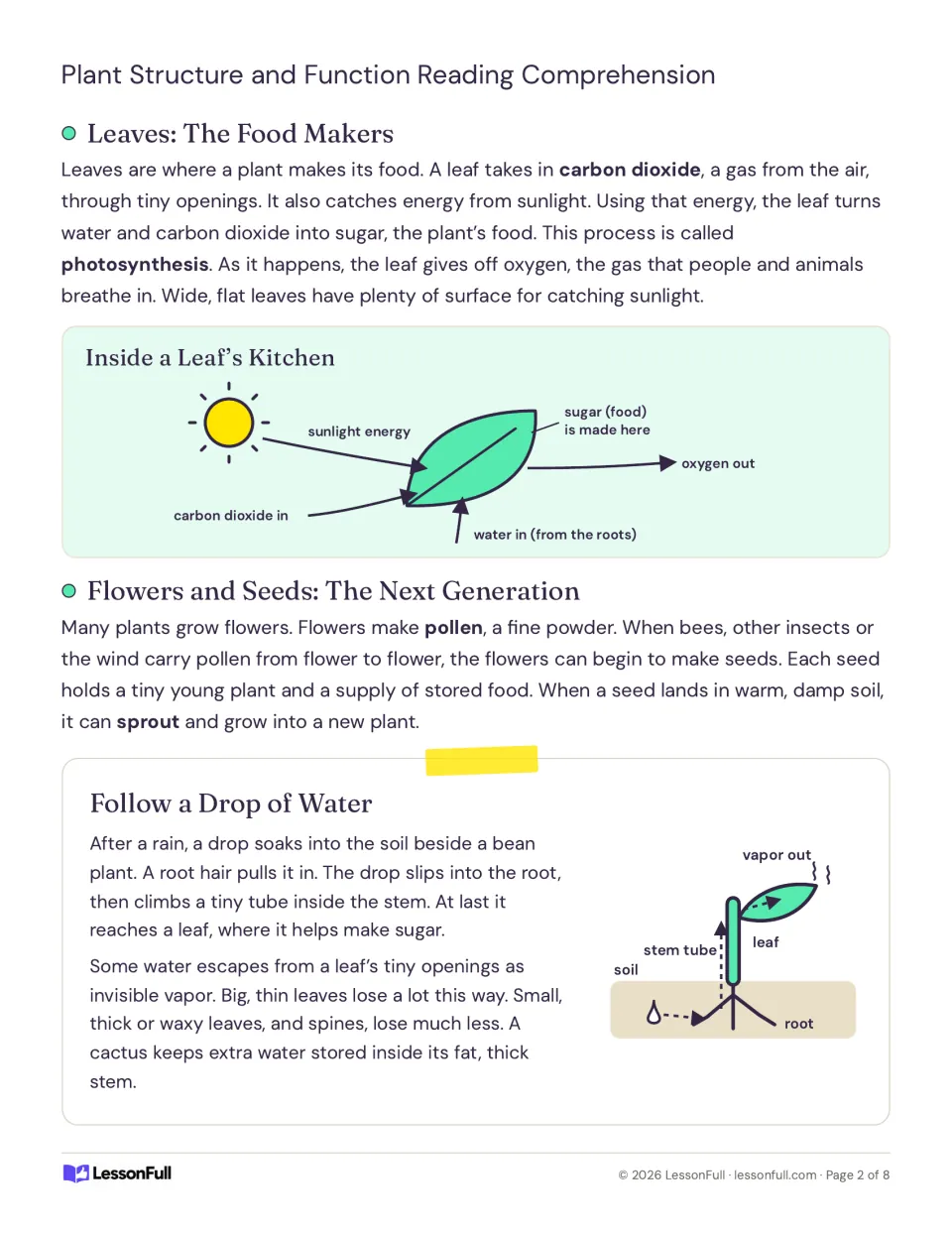 Passage on leaves making food by photosynthesis and flowers and seeds, with a leaf diagram and a water-path card