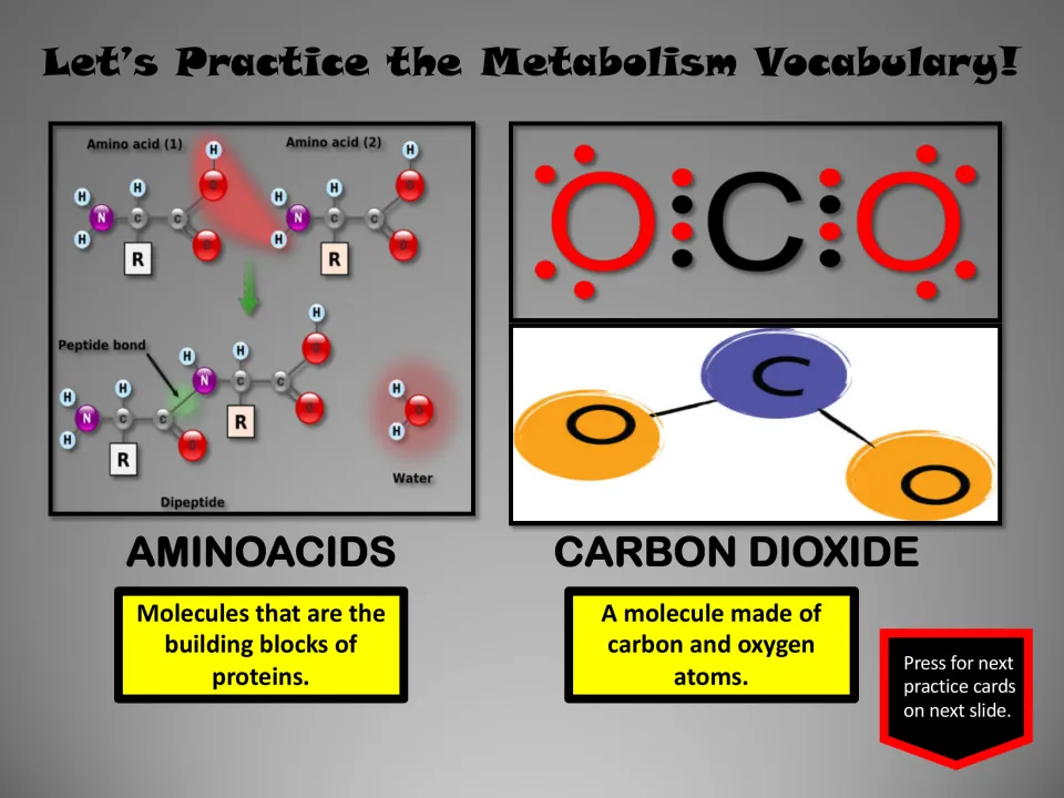 Metabolism vocabulary pair: amino acids as protein building blocks and carbon dioxide as carbon and oxygen