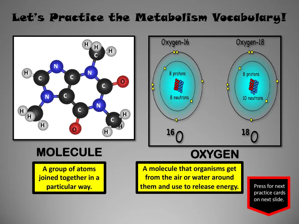 Metabolism vocabulary pair: molecule and oxygen, with definitions, a molecular model, and oxygen isotope diagrams