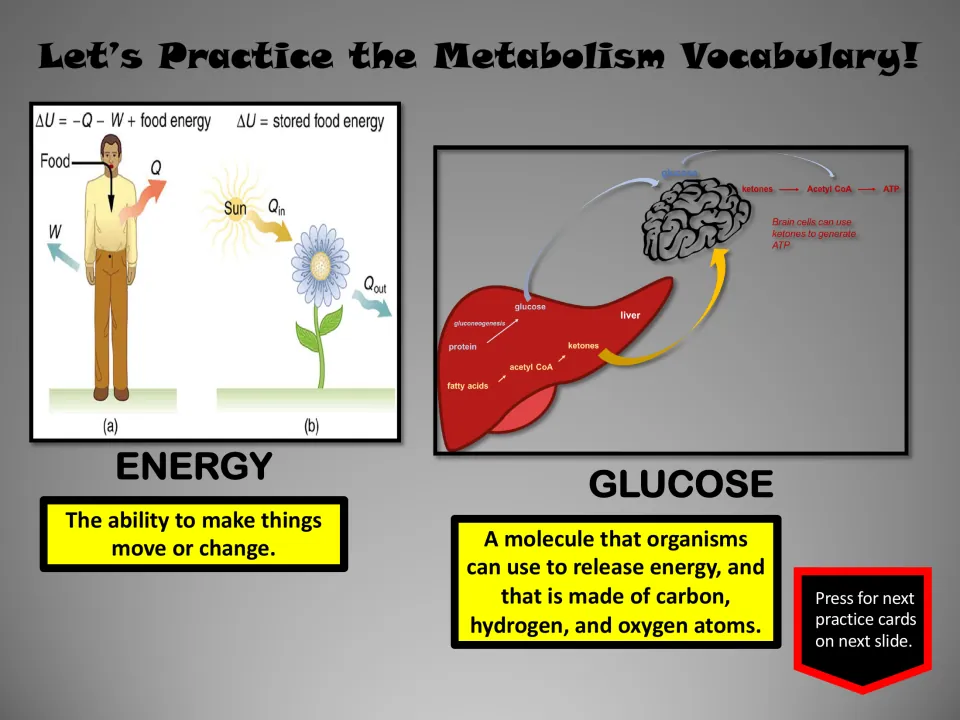 Metabolism vocabulary pair defines energy and glucose, illustrated by energy flow and a liver-brain diagram