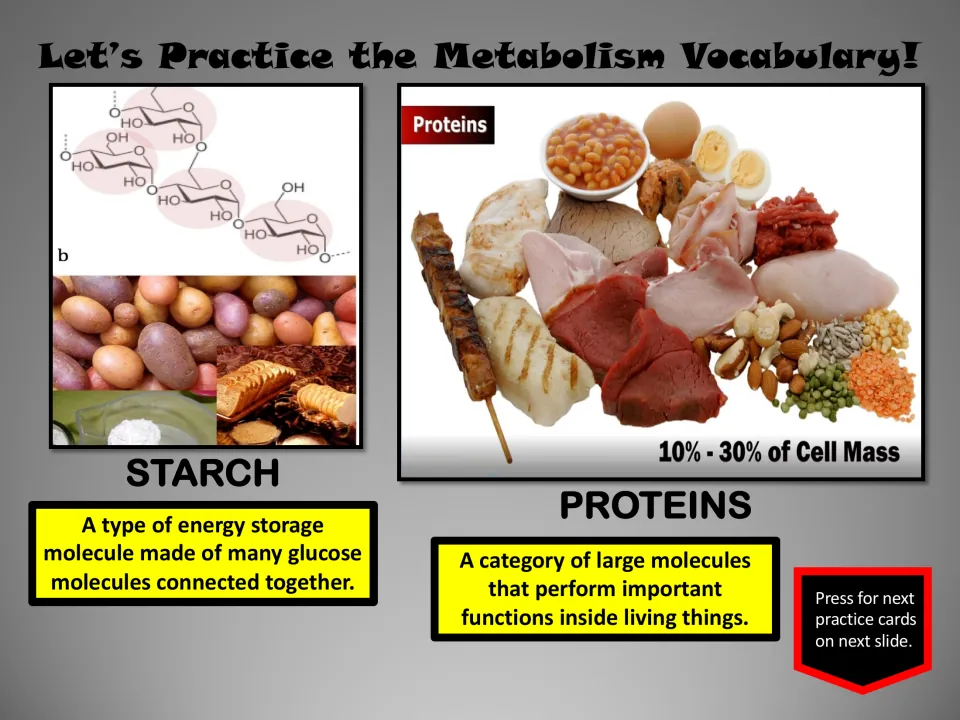 Metabolism vocabulary pair: starch as linked glucose for energy storage and proteins as large functional molecules