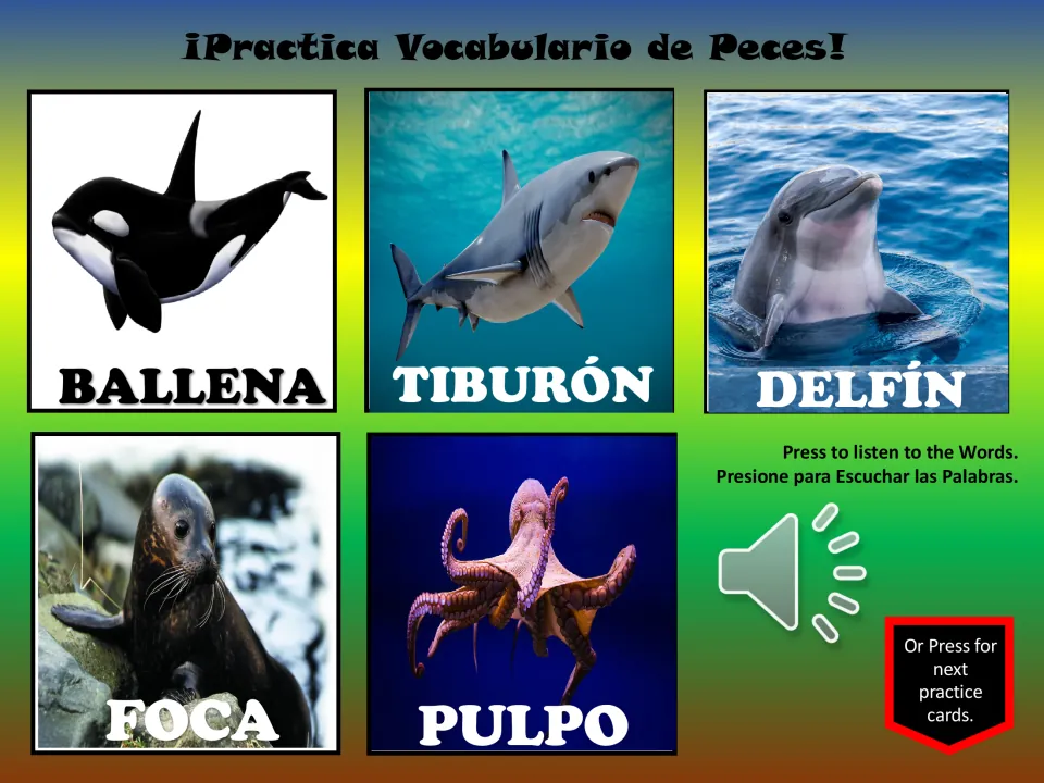 Spanish sea animal vocabulary slide: ballena (whale), tiburón (shark), delfín (dolphin), foca (seal), pulpo (octopus)