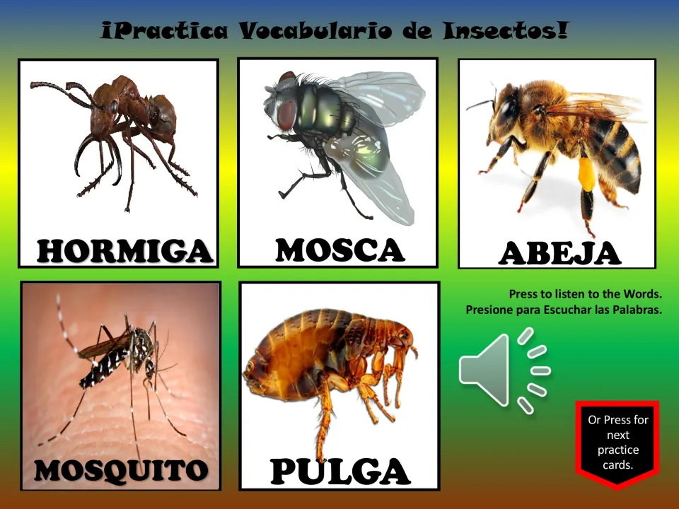 Spanish insect vocabulary slide: hormiga (ant), mosca (fly), abeja (bee), mosquito, and pulga (flea)