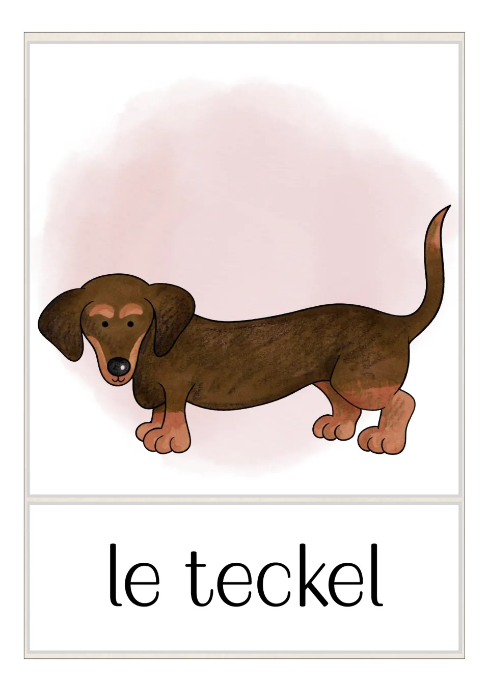 French dog breed flashcard labeled 'le teckel' (dachshund), showing a brown dog with a long body and short legs