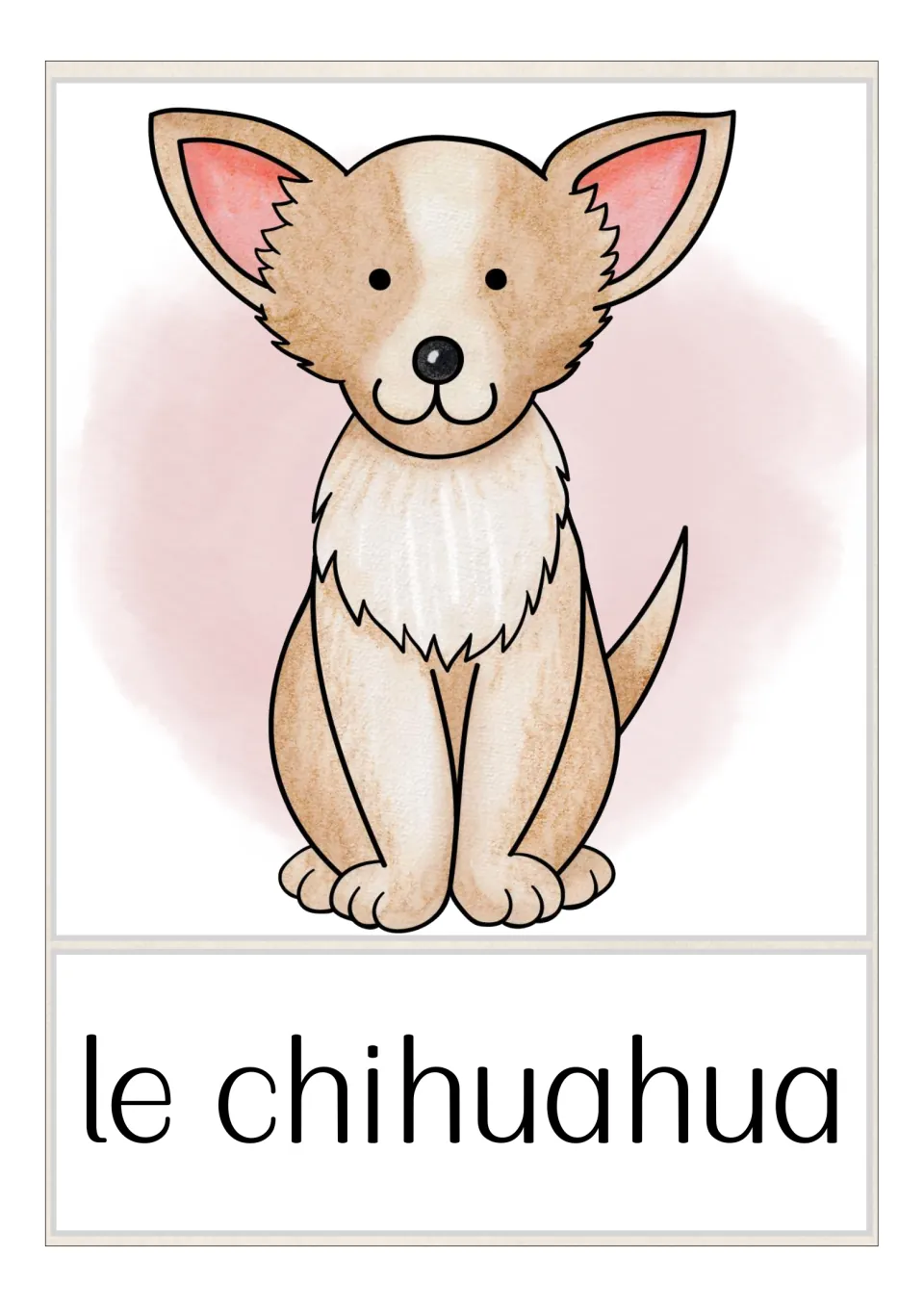 French dog breed flashcard labeled 'le chihuahua' (Chihuahua), showing a tan and white dog with large ears