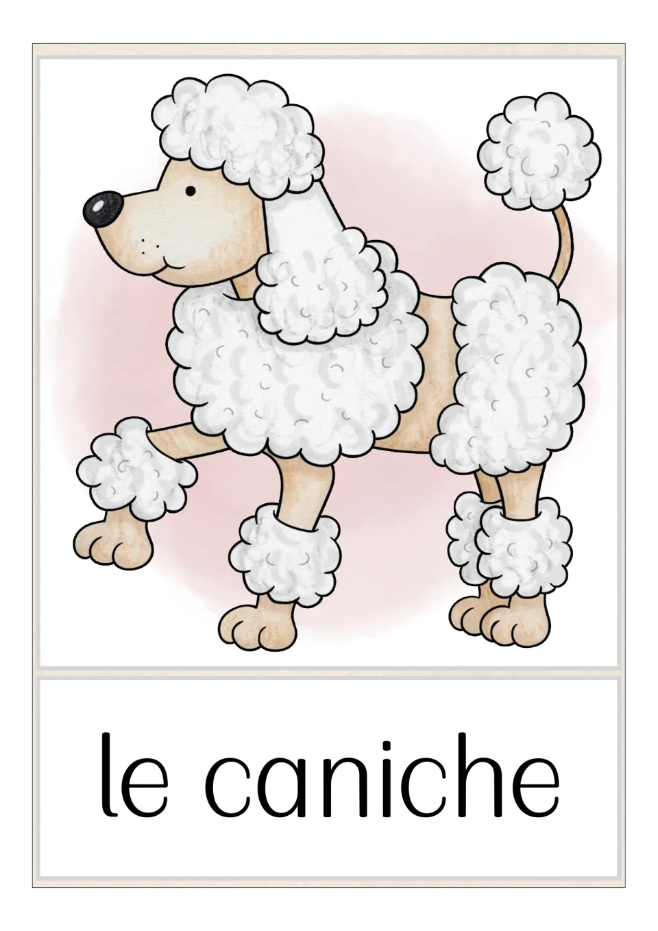 French dog breed flashcard labeled 'le caniche' (poodle), showing a white poodle with one front paw raised