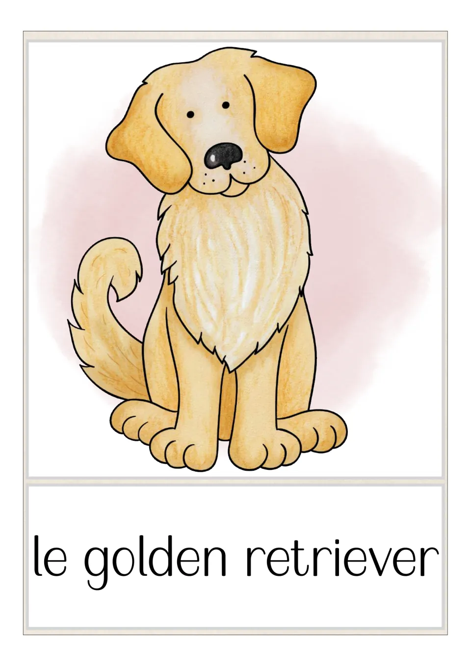 French dog breed flashcard labeled 'le golden retriever' (golden retriever), showing a seated golden dog