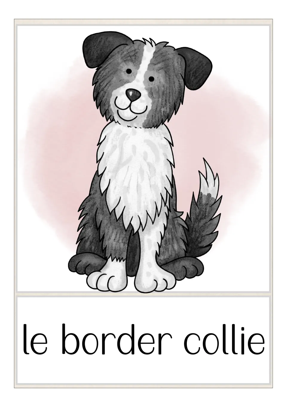 French dog breed flashcard labeled 'le border collie' (border collie), showing a seated black and white dog