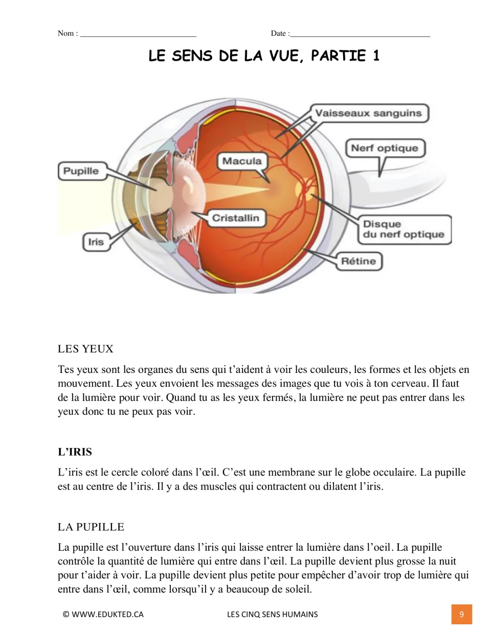 Sense of sight: eye diagram labeling pupille, iris, rétine and nerf optique, with French readings on the eyes and pupil