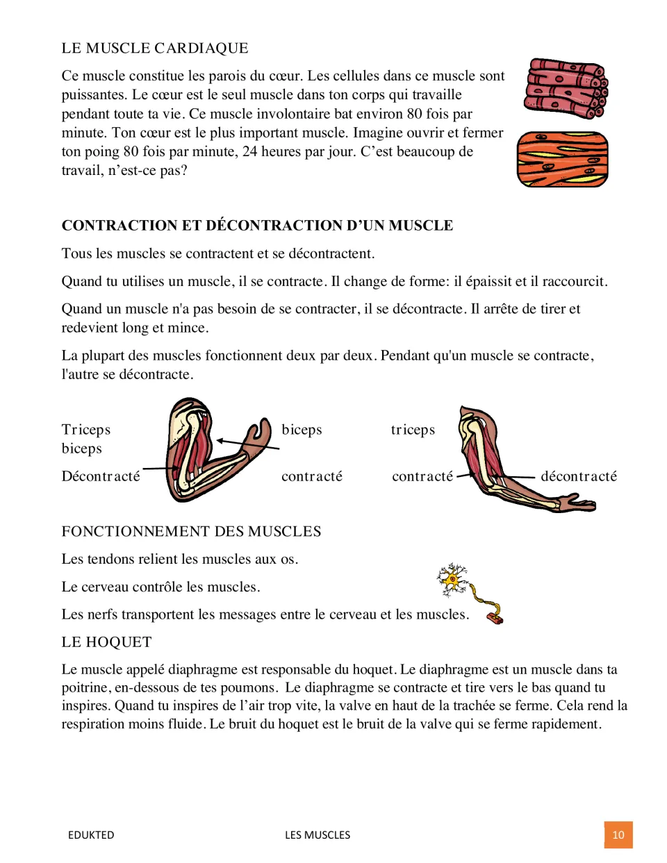 French muscle passage, part 2, covers cardiac muscle, contraction, tendons, nerves, and hiccups with arm diagrams