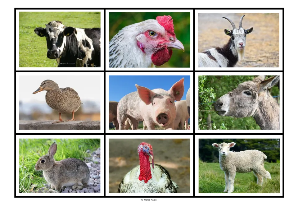 Farm animal matching board 3: nine new photographs, including a black-and-white cow, duck, pig, and lamb