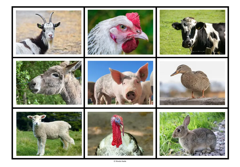 Farm animal matching board 4: the second set of nine photographs reordered, with goat first and rabbit last