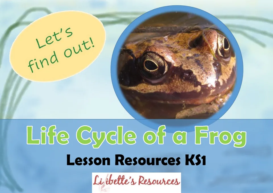 Cover: Life Cycle of a Frog Lesson Resources KS1 with a close-up frog photo and a Let's find out! bubble