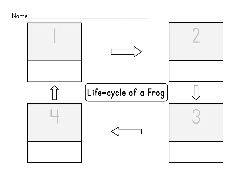 Life-cycle of a Frog sequencing mat: students glue the stage pictures in order 1 to 4 with a word under each