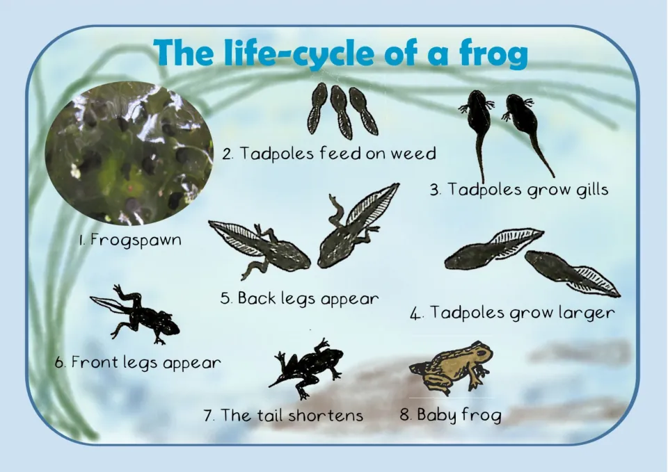 The life-cycle of a frog in 8 steps, from frogspawn and tadpoles growing gills and legs to baby frog