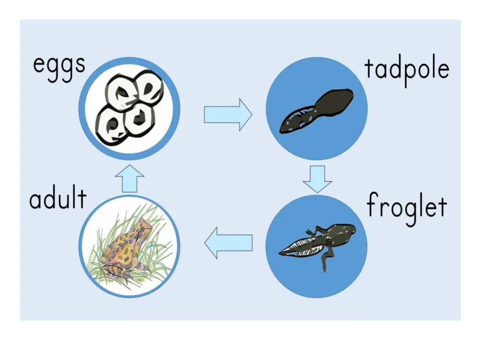 Frog life cycle diagram: arrows link pictures of eggs, tadpole, froglet and adult in a repeating cycle