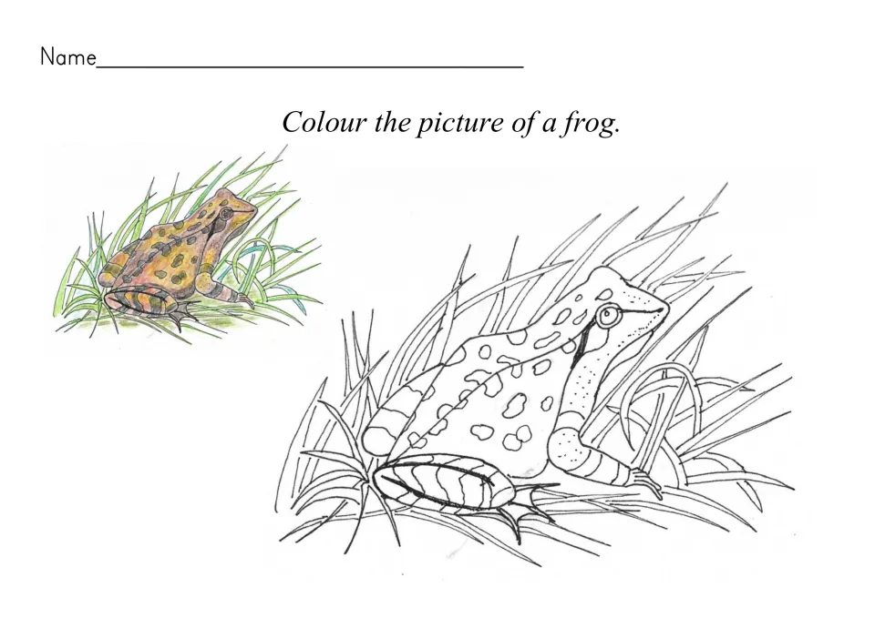 Colour the picture of a frog: students colour a spotted frog line drawing, with a small coloured example