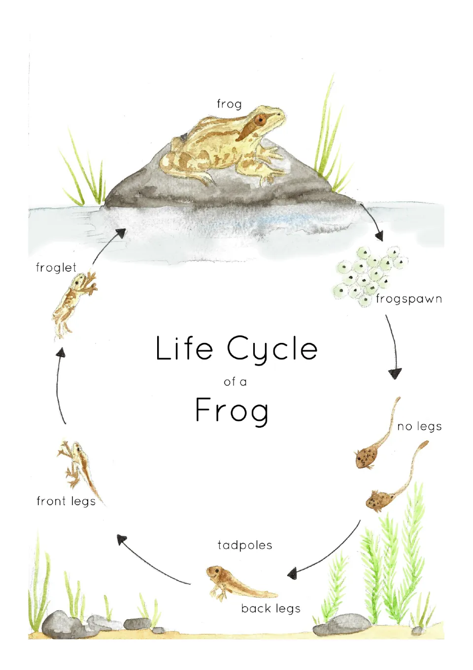 Life cycle poster showing frogspawn, tadpoles with no legs, back legs, front legs, a froglet, and a frog.