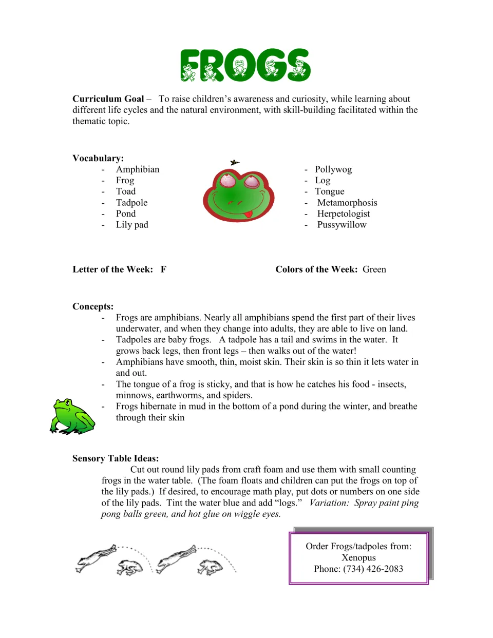 Frog curriculum introduction: vocabulary, letter F, color green, amphibian concepts, and sensory table ideas